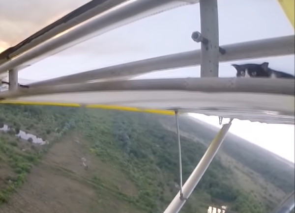飛行機の翼に居る猫