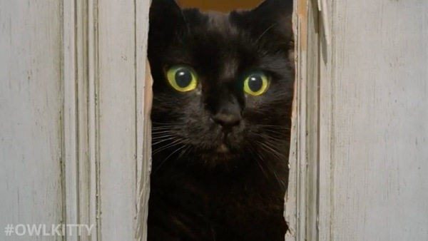 ドアから覗く猫