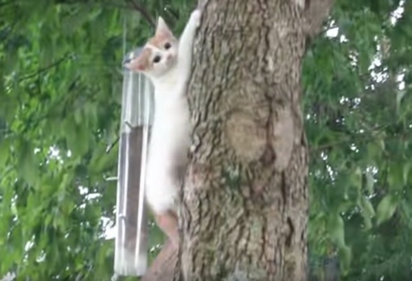 木を降りる子猫