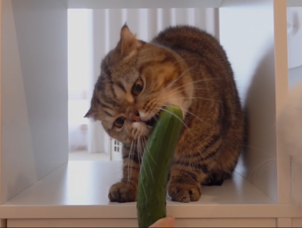 きゅうりを食べる猫