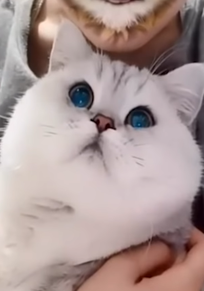 飼い主の顔を見てビックリする白猫