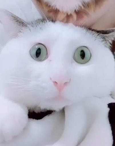 驚いて目を丸くする白猫