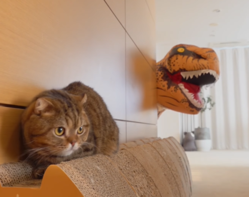 猫とティラノザウルス