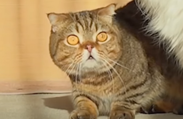 驚く猫の顔のアップ