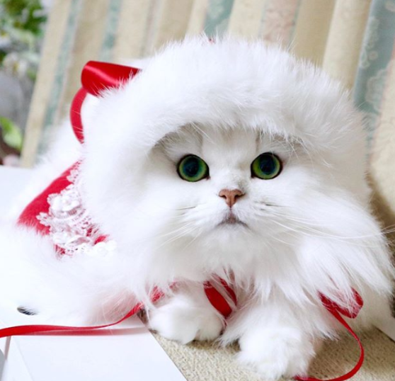 Meowy Christmas 猫サンタがやってくる キュート過ぎる猫ちゃんのサンタコスプレを大特集するよ もふたん