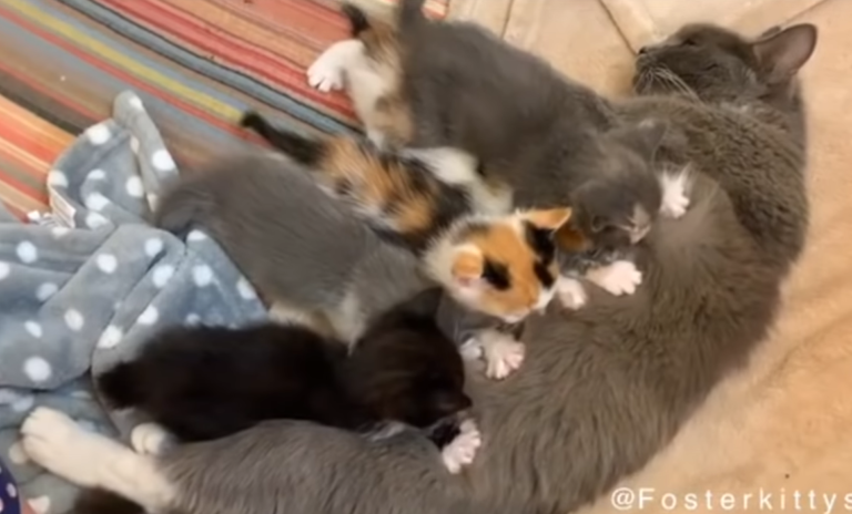 母猫のお乳を飲む子猫たち