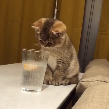 炭酸水を前にする子猫