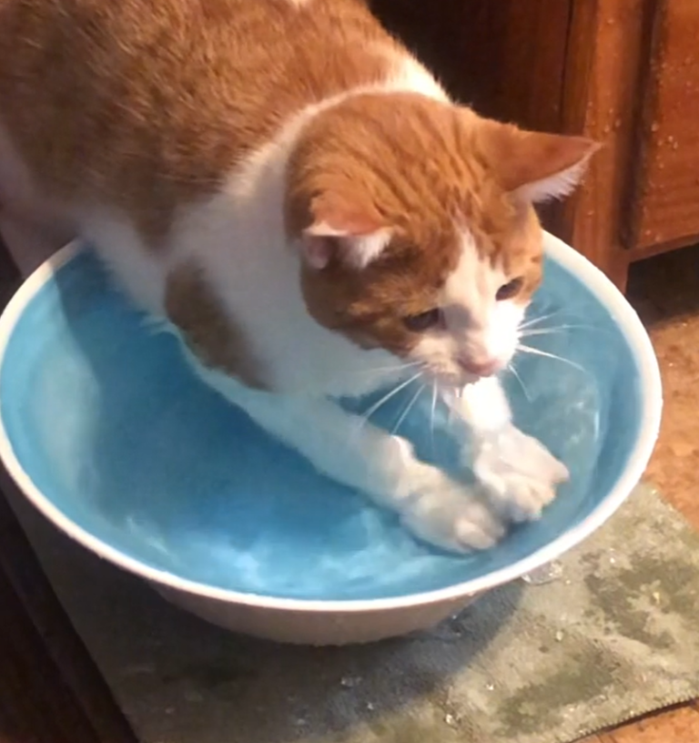 猫さま 水遊びが豪快過ぎますぅ 水飲み皿からのミニプール でテンション上がりけり もふたん