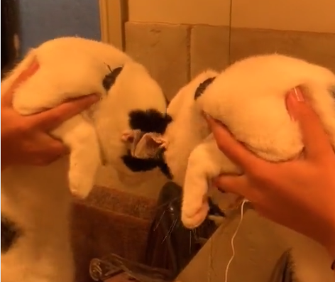 鏡を拭く猫
