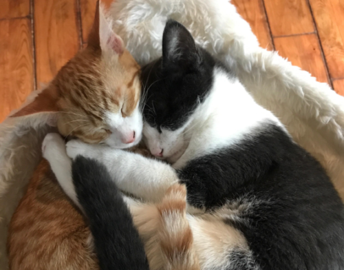 抱き合う２匹の猫