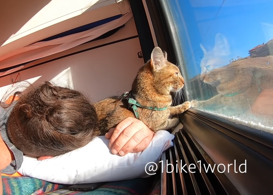電車に乗る猫