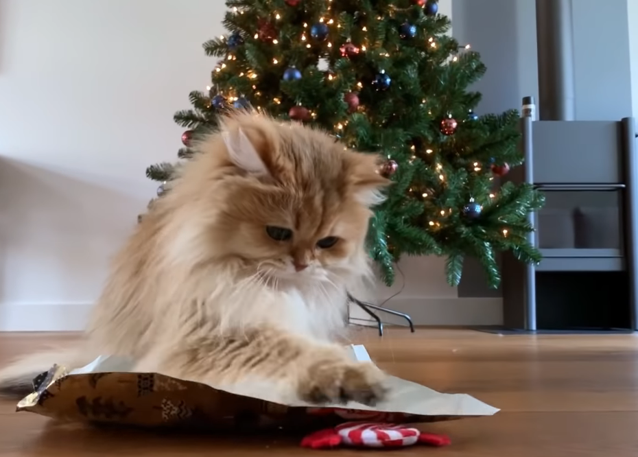 サンタさんが来る前に練習しよう 美猫スムージーちゃんの クリスマスギフトをもらった時のシミュレーション もふたん