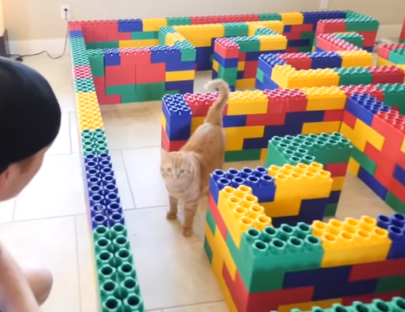 レゴ迷路と猫