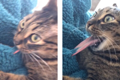 と とれなにゃい 猫ちゃんピンチ フミフミ中にベロが取れなくなって焦る もふたん