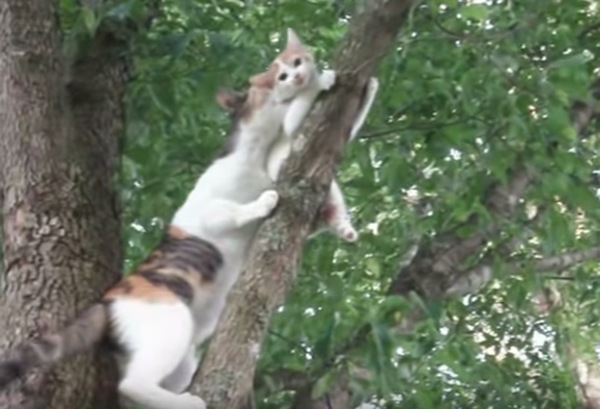 子猫を咥える母猫