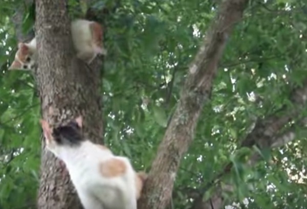 上に登ってしまった子猫