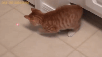 レーザーポインターを追う子猫