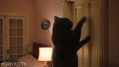 ドアをカリカリする猫