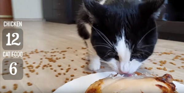 チキンをかじる猫