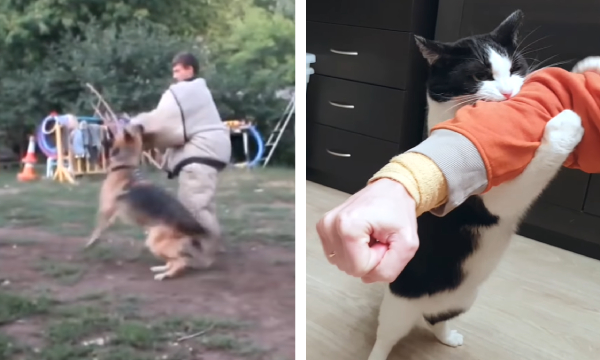 噛みつき訓練をする犬と猫を比較