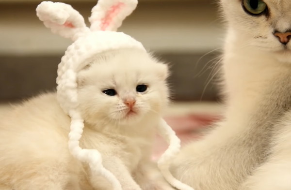 渋い顔をするブリティッシュショートヘアの子猫