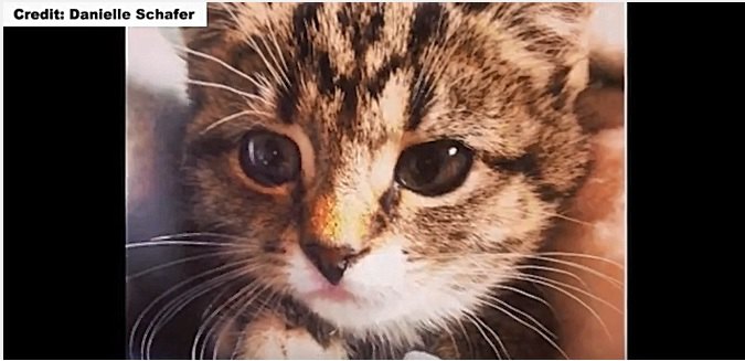 子猫のキティー