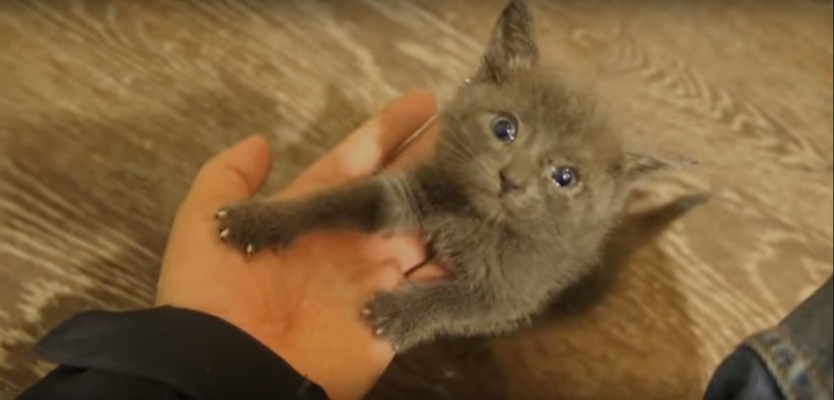 手に乗る子猫