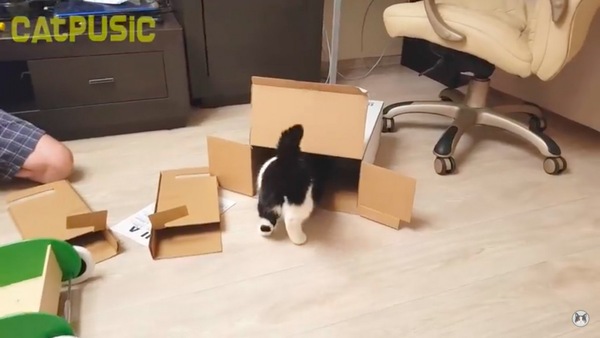 ダンボールに入る猫