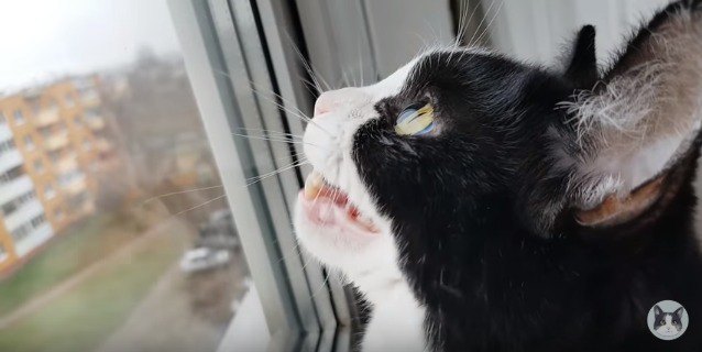 窓の外に向かって鳴く猫