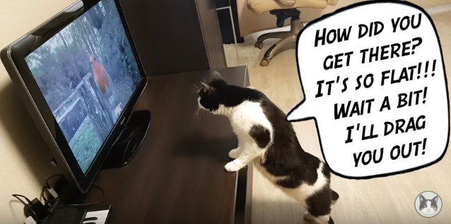 テレビの中の鳥に話しかける猫
