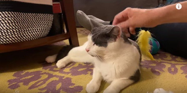 撫でられてうっとりする猫