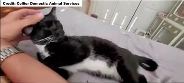 安心する猫