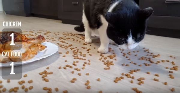 キャッろフードをかじる猫