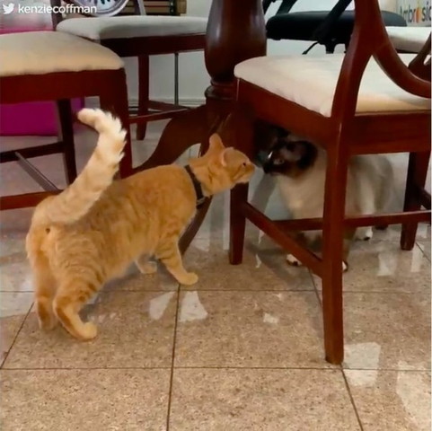 2引きの猫のご対面