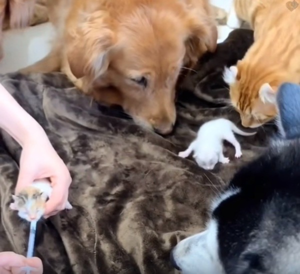 子猫を見守る犬たち