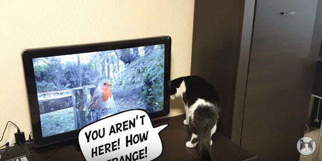 テレビの中の鳥を探す猫