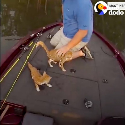船の上で救助された2匹の子猫