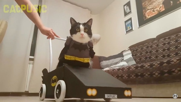 バッドモービルに乗る猫