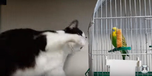 鳥かごに猫パンチする猫