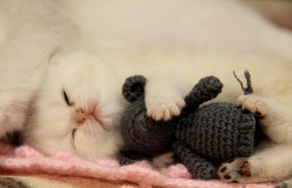 ネズミのぬいぐるみを抱っこしながら寝る子猫