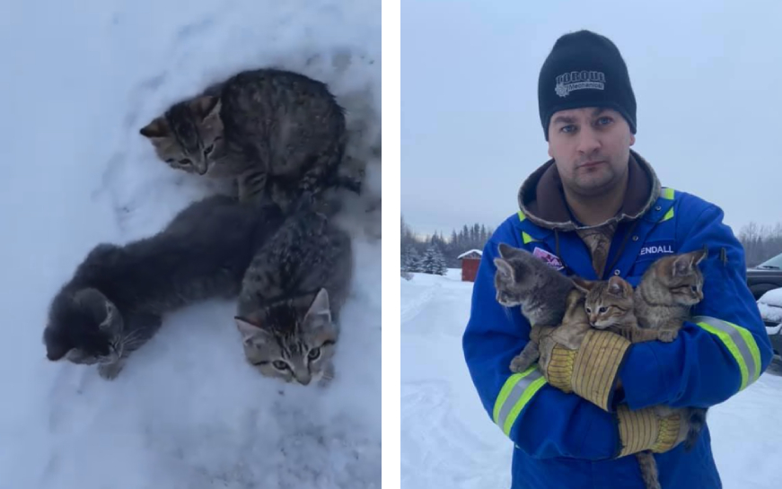 凍りついた子猫と救助した男性