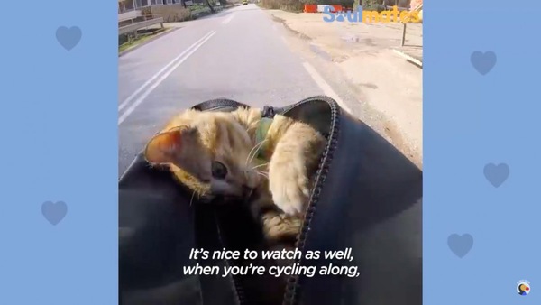 自転車の前カゴでくつろぐ猫