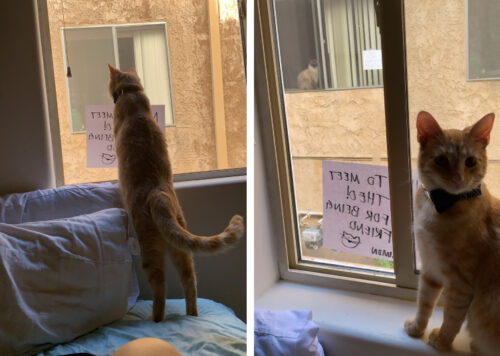 文通しあう猫