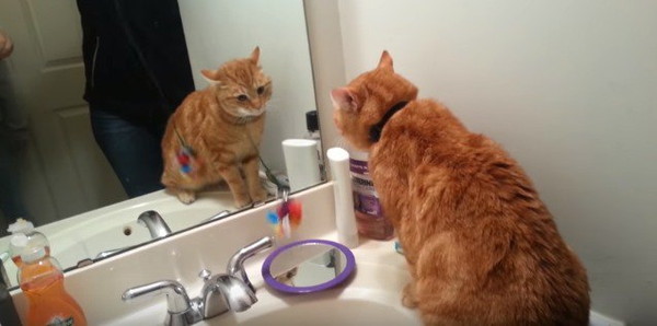 鏡に夢中になる猫
