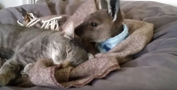 仲良しのカンガルーと猫