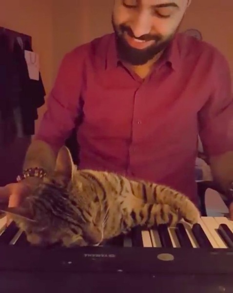 ピアノの上で寝てしまった猫
