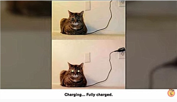 充電中の猫
