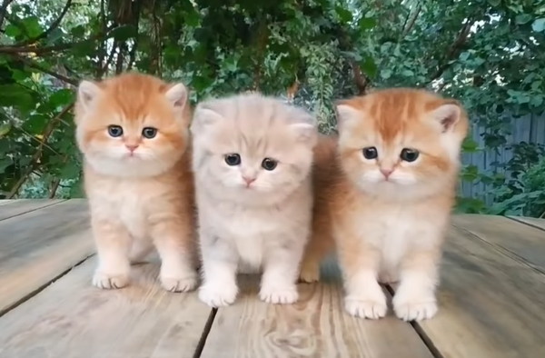 ３匹の子猫