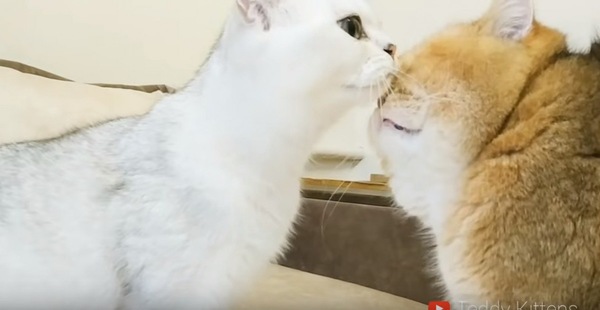 白猫とオレンジ猫