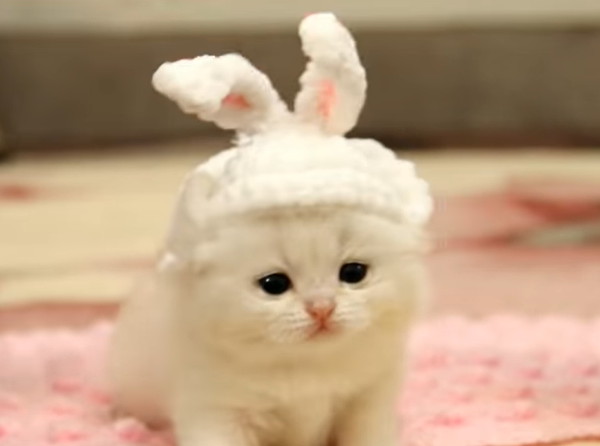 ウサギの耳を付けたブリティッシュの子猫